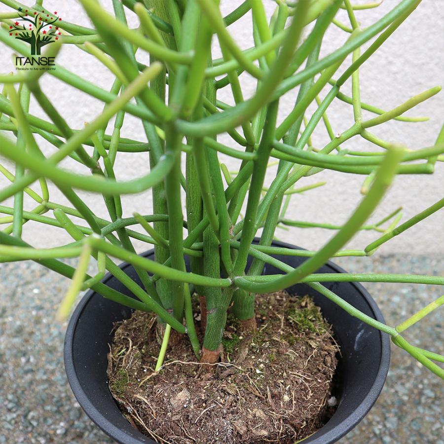 ITANSE 多肉植物の苗木 ミルクブッシュ 多肉植物 21cm 1個売り