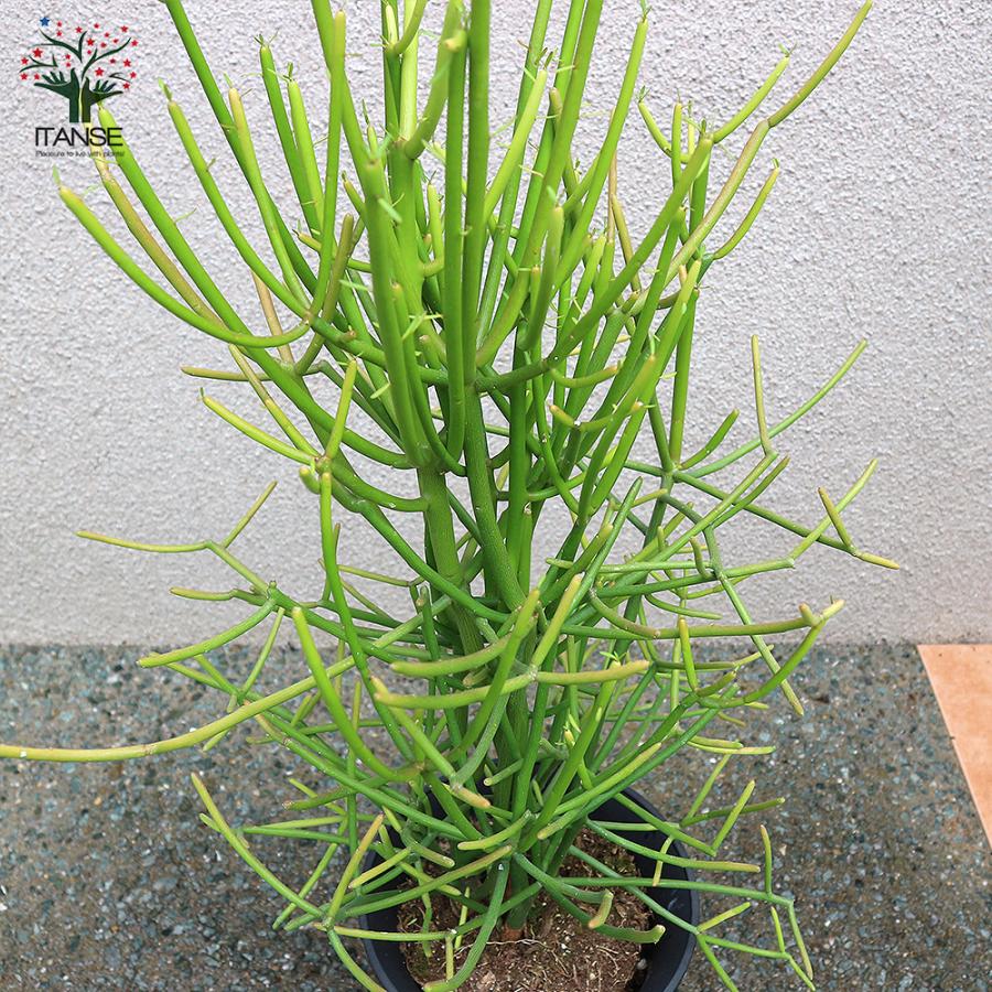 ITANSE 多肉植物の苗木 ミルクブッシュ 多肉植物 21cm 1個売り