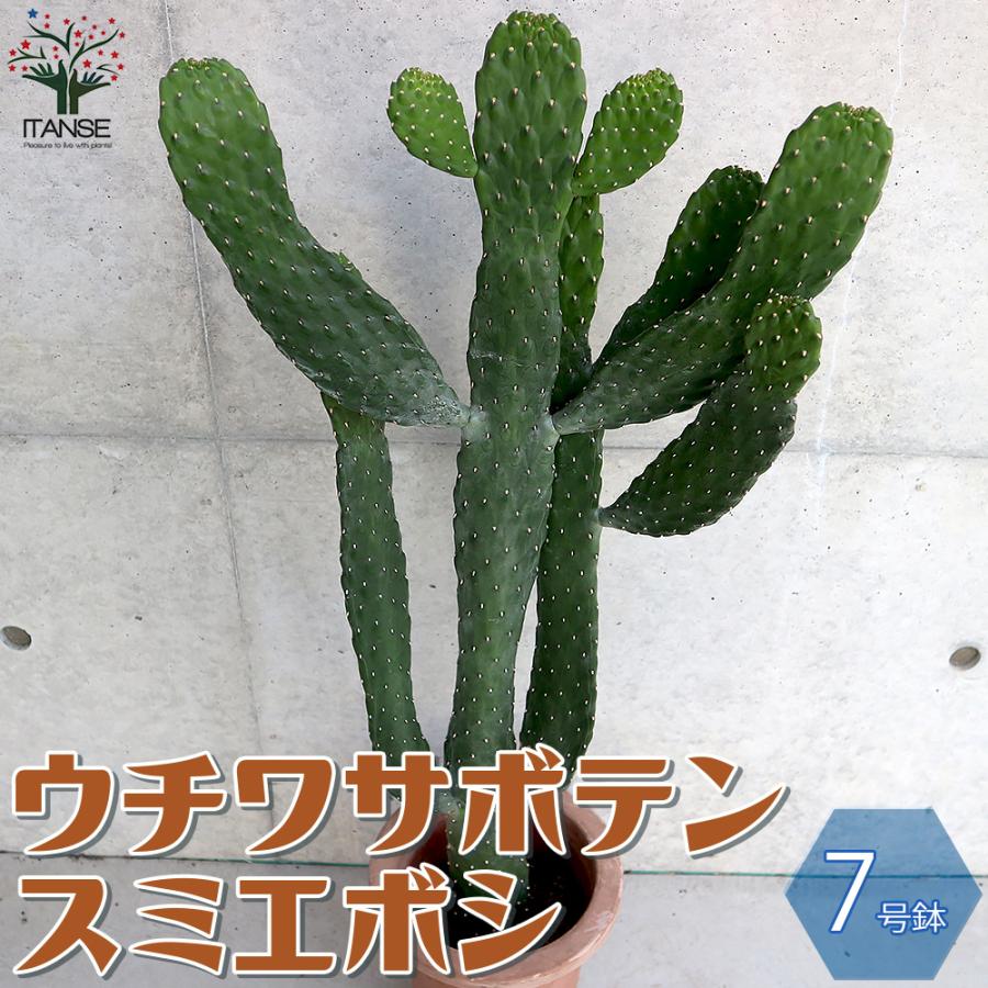 サボテン ウチワサボテン スミエボシ 墨烏帽子 リビングやオフィス向きサイズ 多肉植物 7号鉢 1個売り インテリア オブジェ 送料無料 Tan 野菜苗 植物 青果物販売のitanse 通販 Yahoo ショッピング