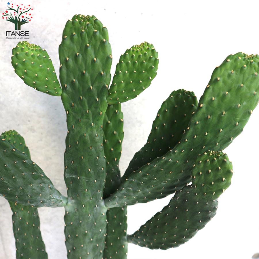 サボテン ウチワサボテン スミエボシ 墨烏帽子 リビングやオフィス向きサイズ 多肉植物 7号鉢 1個売り インテリア オブジェ 送料無料 Tan 野菜苗 植物 青果物販売のitanse 通販 Yahoo ショッピング