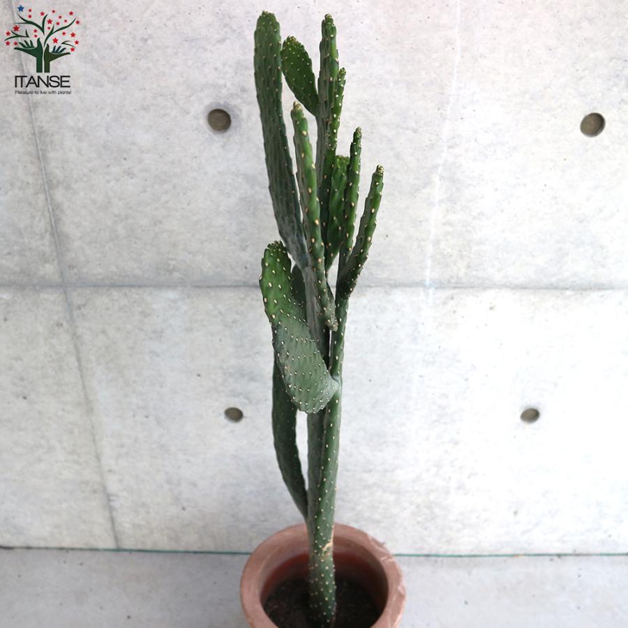 サボテン ウチワサボテン スミエボシ 墨烏帽子 リビングやオフィス向きサイズ 多肉植物 7号鉢 1個売り インテリア オブジェ 送料無料 Tan 野菜苗 植物 青果物販売のitanse 通販 Yahoo ショッピング