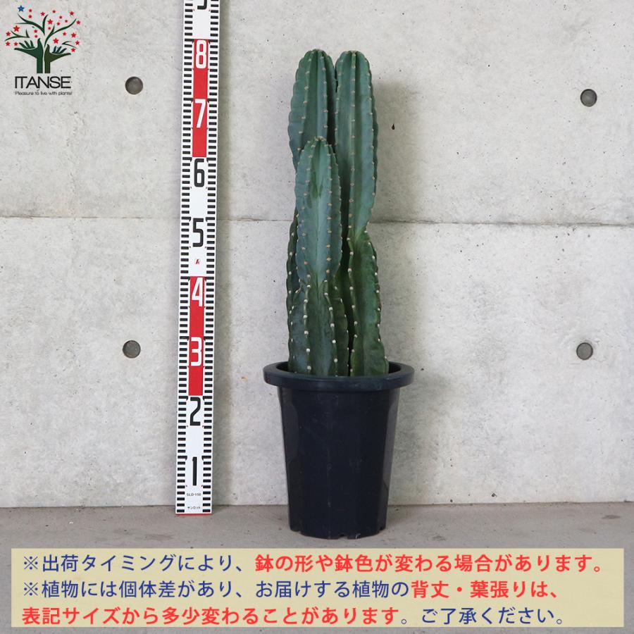 サボテン 楽天市場】サボテン （柱サボテン：鬼面角） 4号 プラスチック苗 1鉢