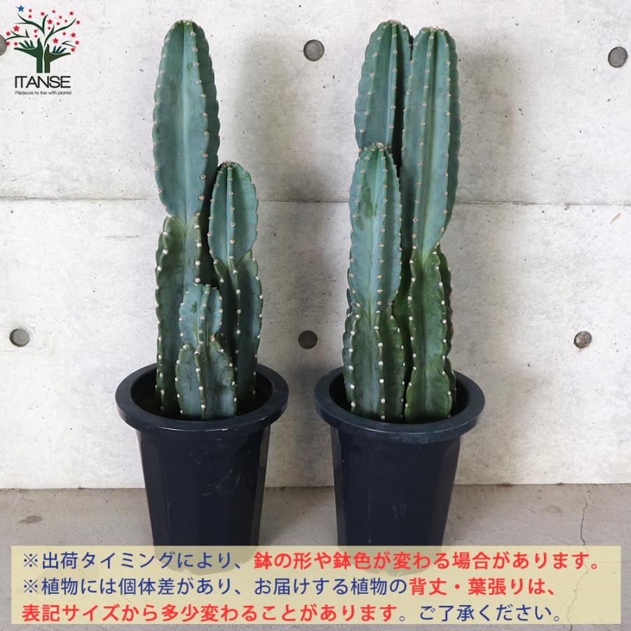 ITANSE サボテン 柱サボテン 