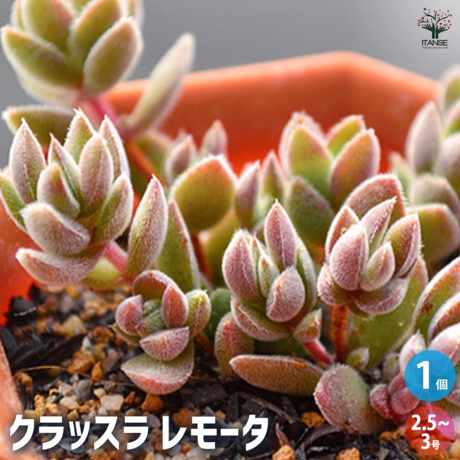 654円 最安価格 クラッスラ レモータ 多肉植物 グランドカバー苗 3号ポット苗 1個売り インテリア オブジェ 新生活 プレゼント 贈答 送料無料