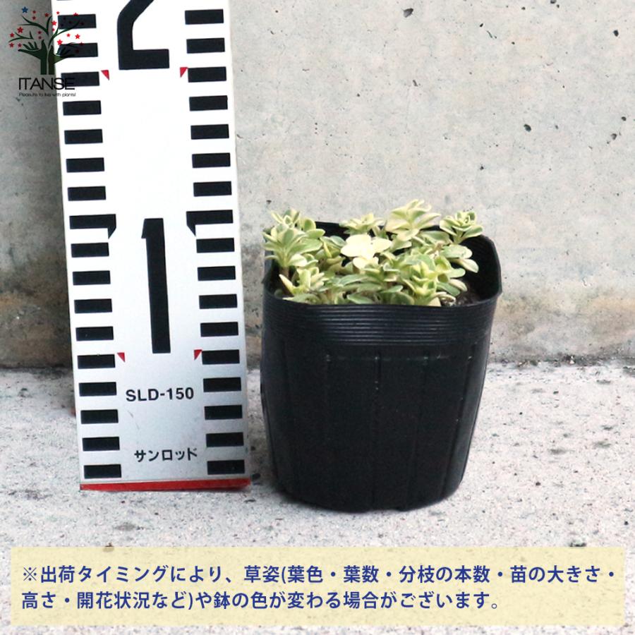 ITANSE セダム マキノイバリエガータ 多肉植物 グランドカバー苗 3号