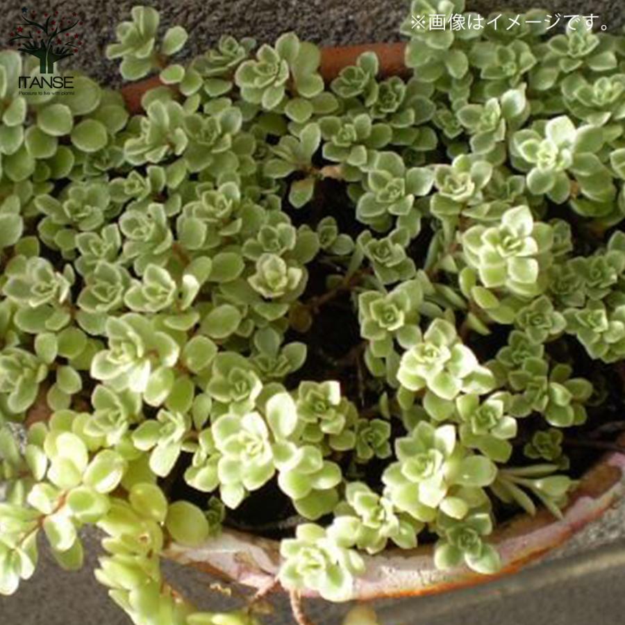 ITANSE セダム マキノイバリエガータ 多肉植物 グランドカバー苗 3号 