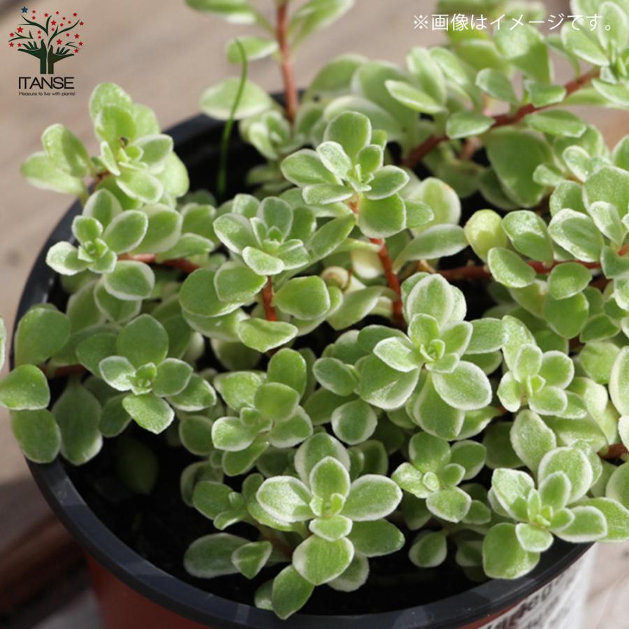 ITANSE セダム マキノイバリエガータ 多肉植物 グランドカバー苗 3号