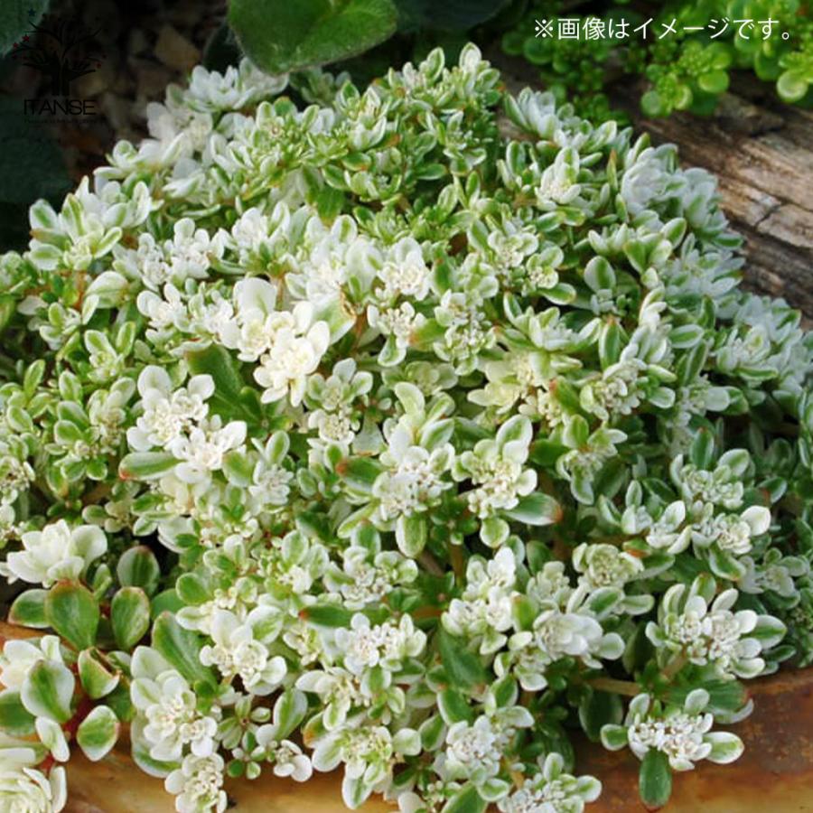 ITANSE セダム マキノイバリエガータ 多肉植物 グランドカバー苗 3号 