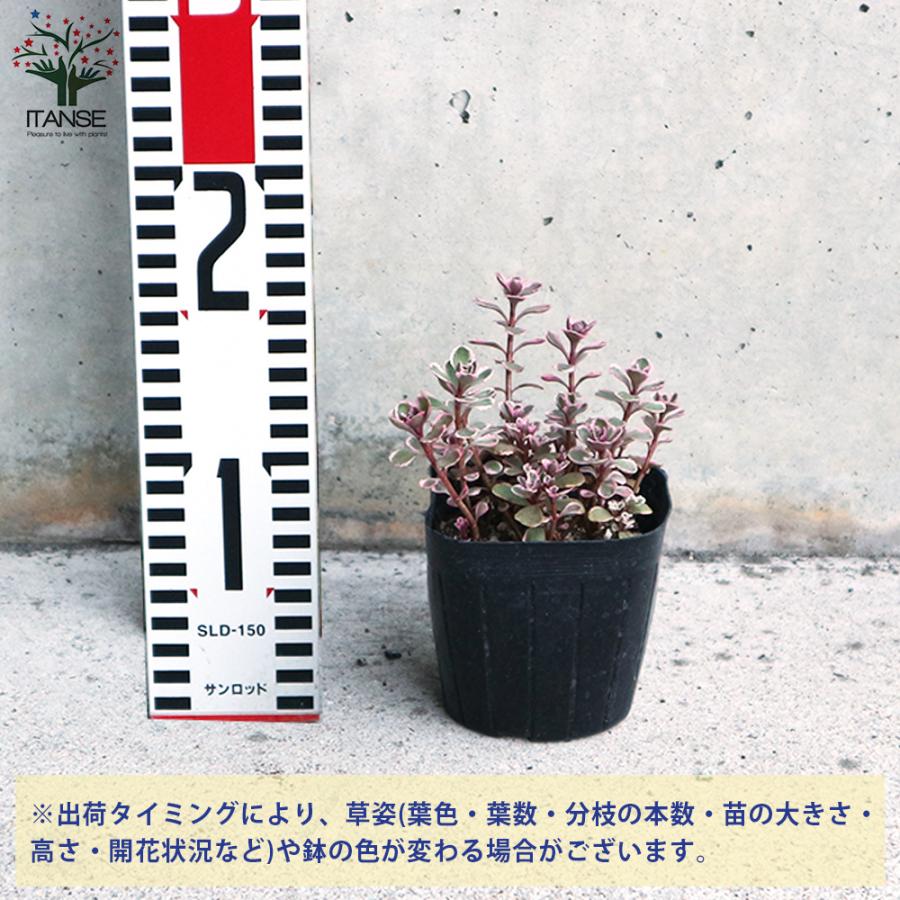 ITANSE セダム コーカサスキリンソウ・トリカラー 多肉植物 グランド