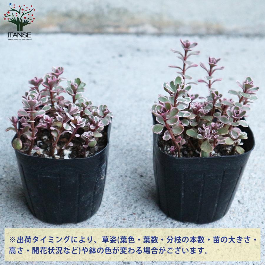 ITANSE セダム コーカサスキリンソウ・トリカラー 多肉植物 グランド
