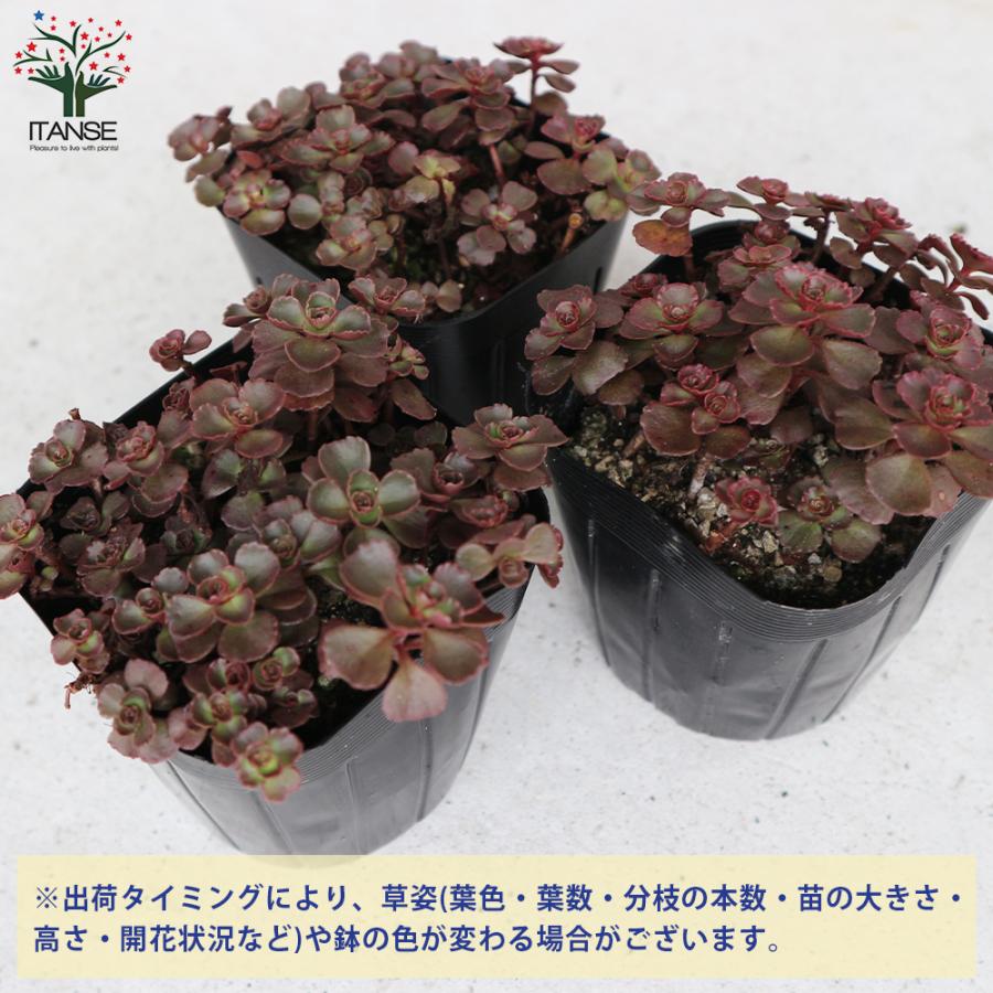 ITANSE セダム ドラゴンズブラッド 多肉植物 グランドカバー苗 3号ポット苗 1個売り インテリア オブジェ プレゼント 贈答 送料無料 イタンセ公式｜itanse｜03