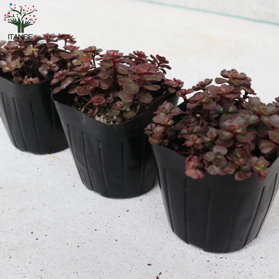 ITANSE セダム ドラゴンズブラッド 多肉植物 グランドカバー苗 2.5〜3