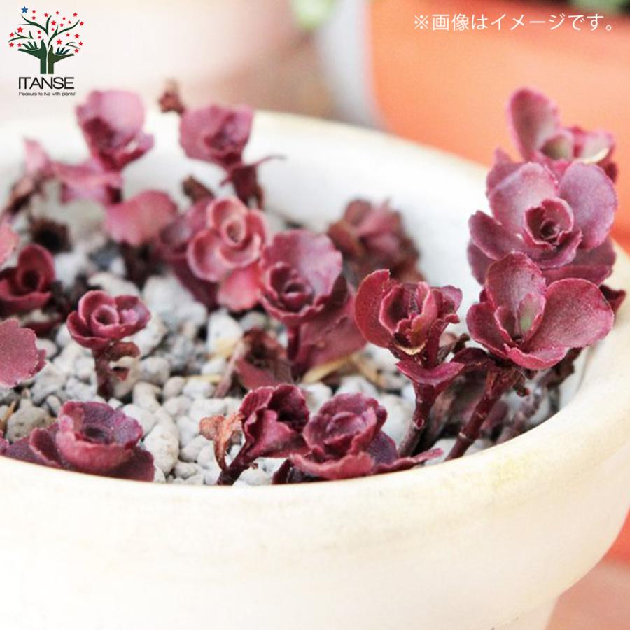 ITANSE セダム ドラゴンズブラッド 多肉植物 グランドカバー苗 2.5〜3