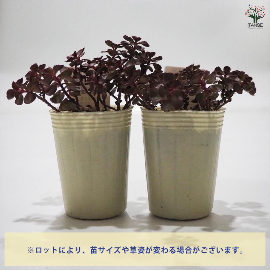 ITANSE セダム ドラゴンズブラッド 多肉植物 グランドカバー苗 2.5〜3