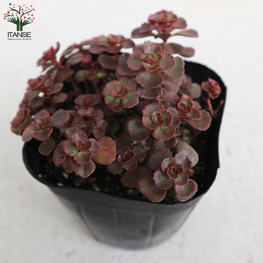 ITANSE セダム ドラゴンズブラッド 多肉植物 グランドカバー苗 2.5〜3