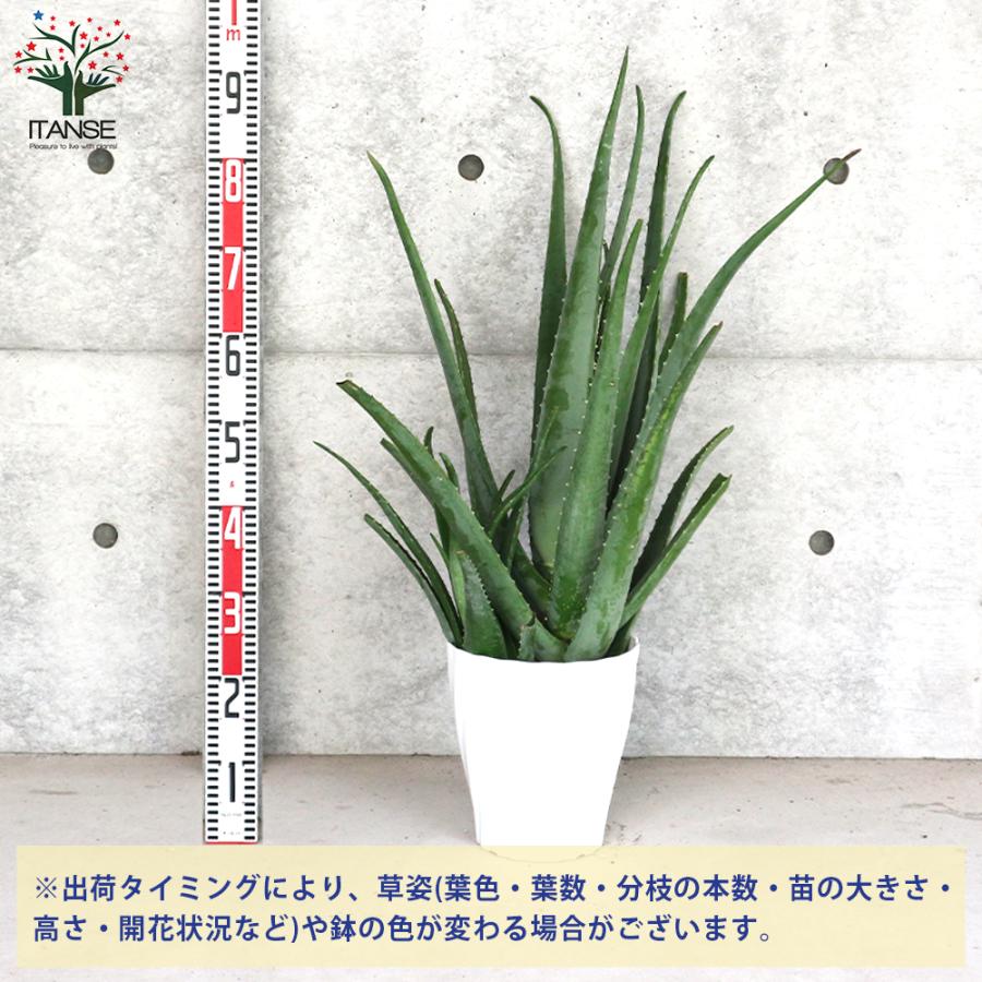 ITANSE アロエ アロエ・ベラ 多肉植物 ハーブ苗 7号鉢大苗 1個売り