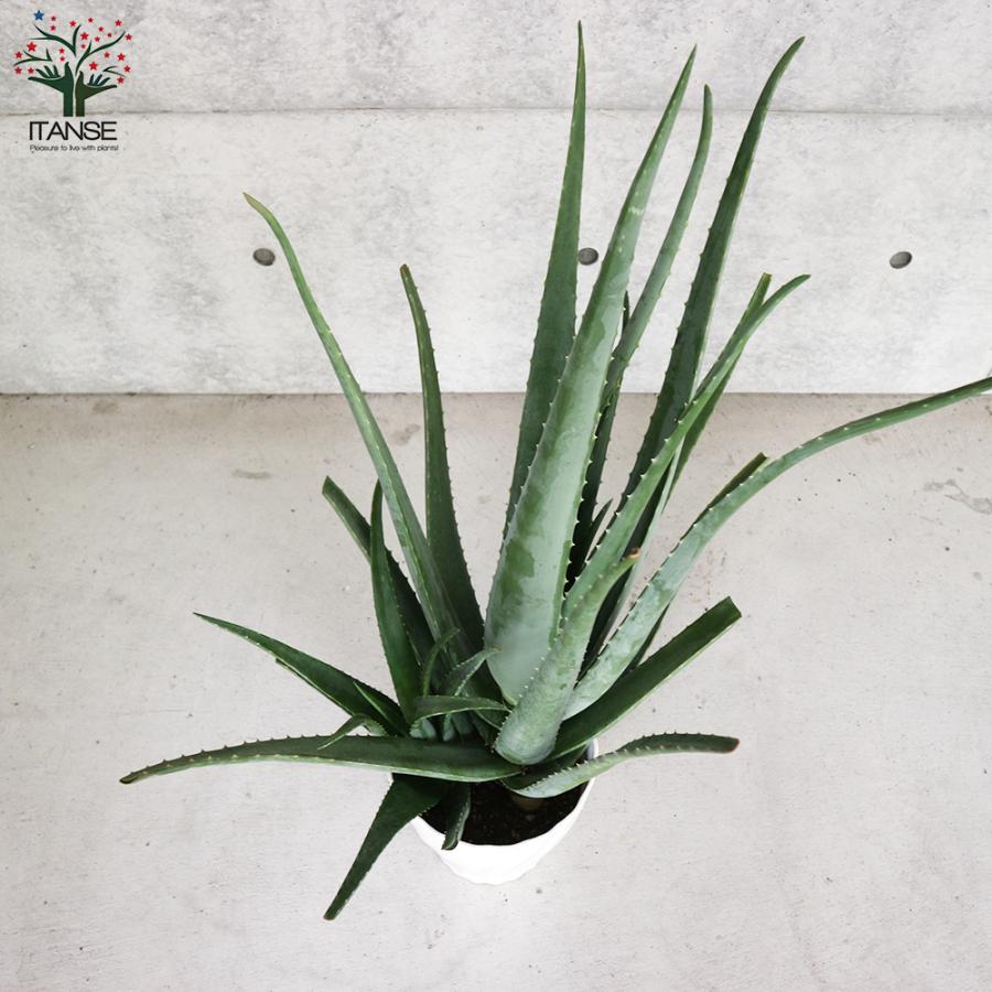 ITANSE アロエ アロエ・ベラ 多肉植物 ハーブ苗 7号鉢大苗 1個売り