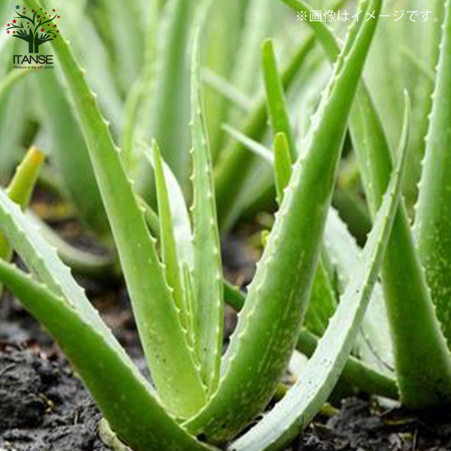 ITANSE アロエ アロエ・ベラ 多肉植物 ハーブ苗 7号鉢大苗 1個売り