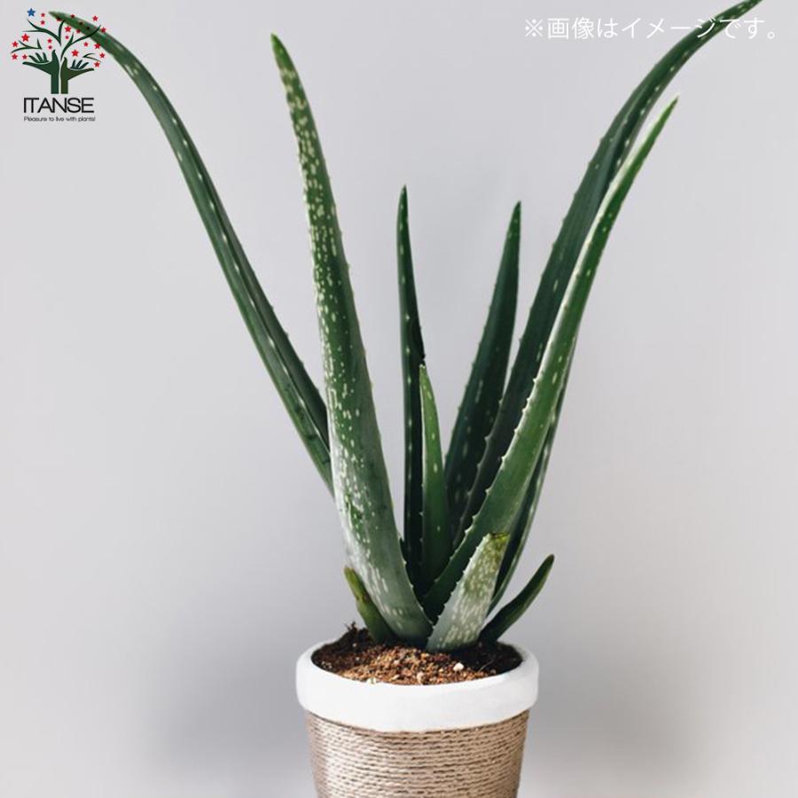 ITANSE アロエ アロエ・ベラ 多肉植物 ハーブ苗 7号鉢大苗 1個売り