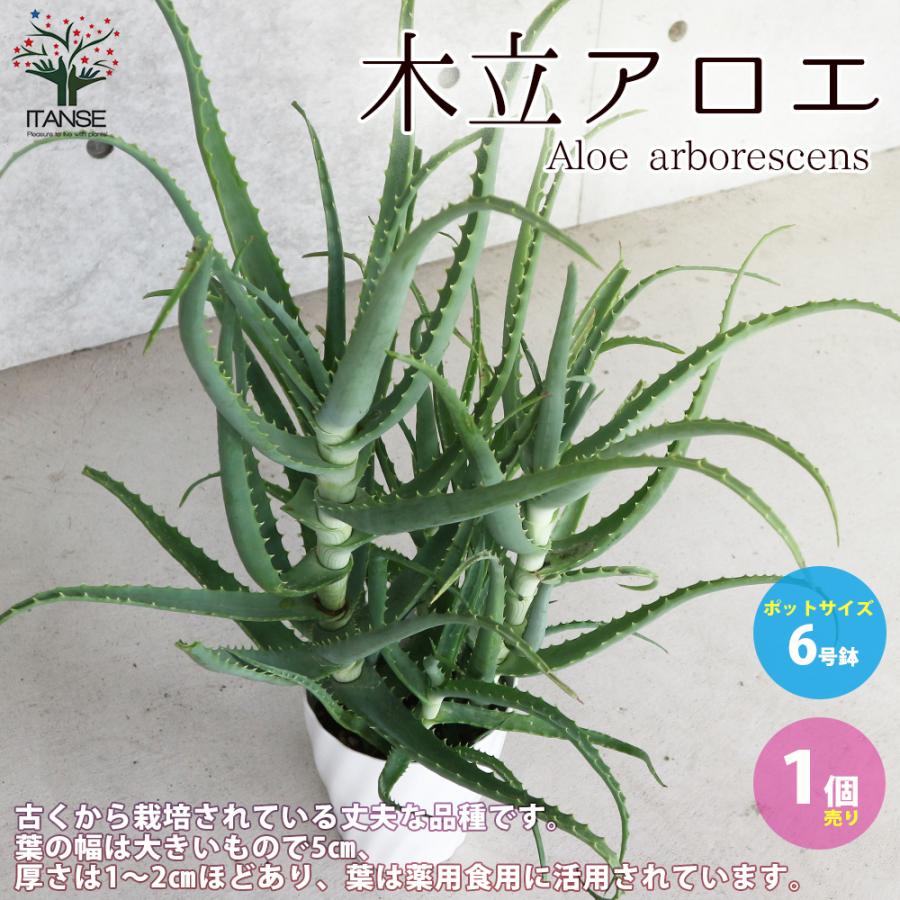 ITANSE アロエ 木立アロエ 多肉植物 ハーブ苗 6号鉢大苗 1個売り インテリア オブジェ 新生活 プレゼント 贈答 送料無料 イタンセ公式｜itanse