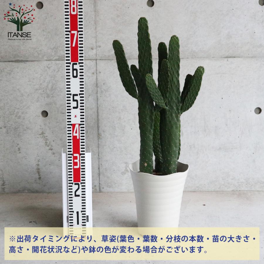 7号鉢 サボテン 10個セット ITANSE ウチワサボテン スミエボシ 多肉植物 7号鉢 リビングやオフィス