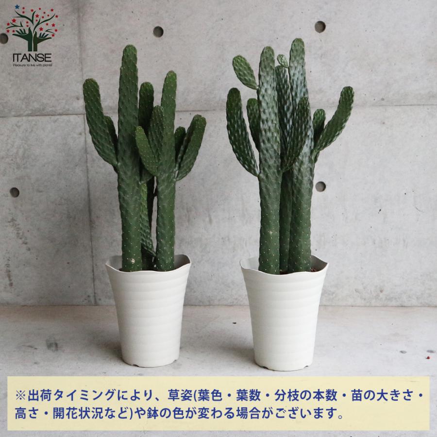 ITANSE ウチワサボテン スミエボシ 多肉植物 7号鉢 リビングやオフィス