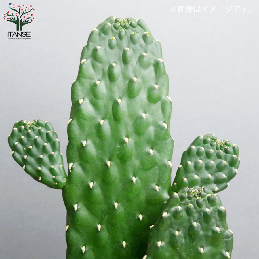 ITANSE ウチワサボテン スミエボシ 多肉植物 7号鉢 リビングやオフィス