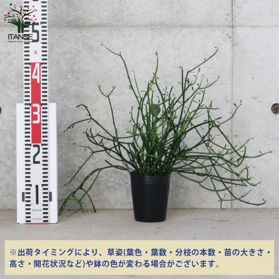 ITANSE ミルクブッシュ 多肉植物 3.5号ポット苗 1個売り インテリア オブジェ 新生活 プレゼント 贈答 送料無料 イタンセ公式｜itanse｜02