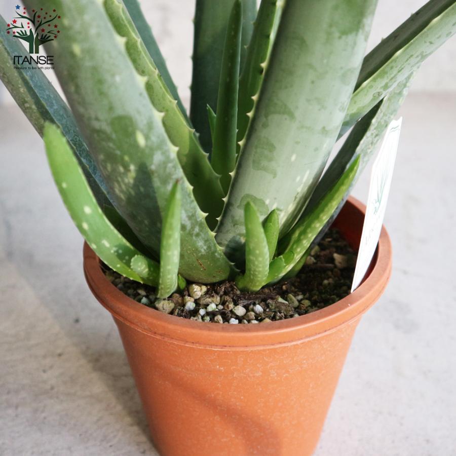 ITANSE アロエ・ベラ ハーブの苗 多肉植物苗 5号鉢苗 1個売り