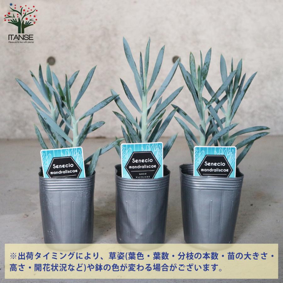 ITANSE セネシオ・マントラリカスエ 観葉植物 多肉植物 3号ポット苗 1