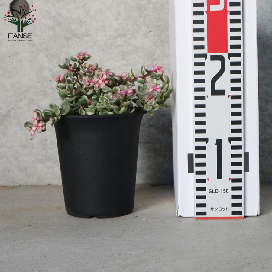 格安人気 ポーチュラカリア 桃子の舞 ももこのまい 多肉植物 4号ポット苗 1個売り 新生活 プレゼント 贈答 送料無料 Wantannas Go Id