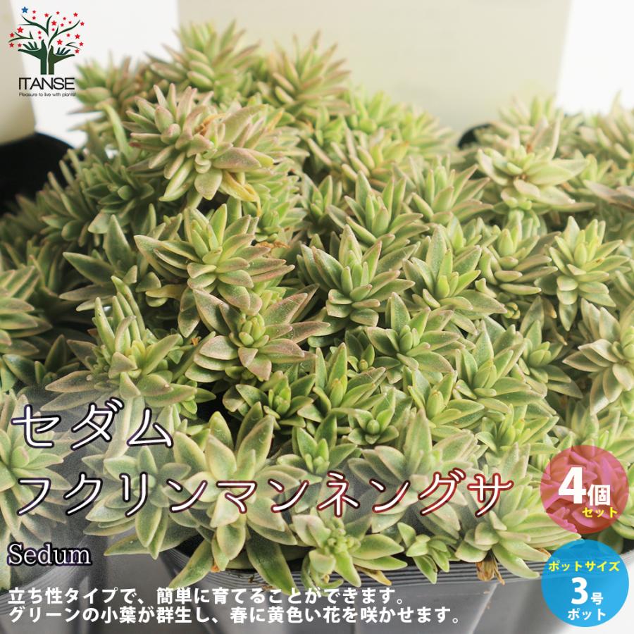 ITANSE セダム・フクリンマンネングサ (覆輪万年草 立ち性) 花苗 多肉 