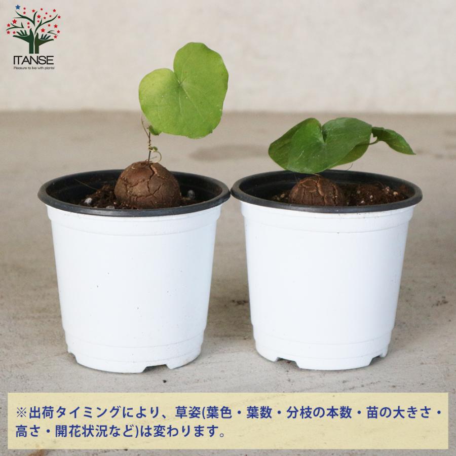 ITANSE 亀甲竜(きっこうりゅう) つる性の多肉植物 2.5〜3号 ITANSE 亀甲竜(きっこうりゅう) つる性の多肉植物 2.5〜3号
