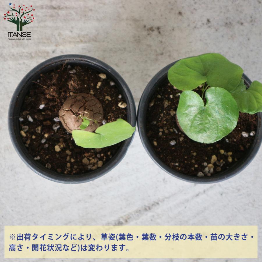 ITANSE 亀甲竜(きっこうりゅう) つる性の多肉植物 2.5〜3号ポット苗
