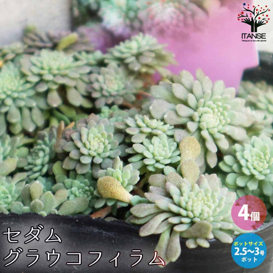 セダム グラウコフィラム 多肉植物 グランドカバー苗 3号ポット苗 お買い得4個セット 送料無料 春先取りの