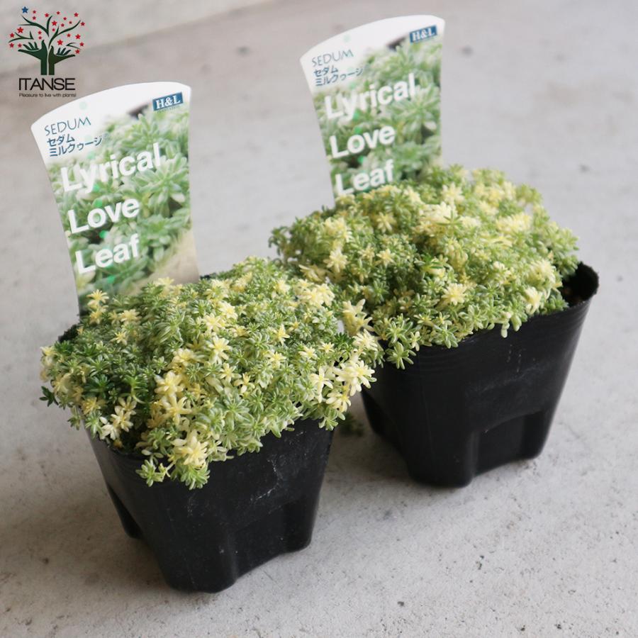 ITANSE セダム ・ミルクゥージ 多肉植物 グランドカバー苗 3号