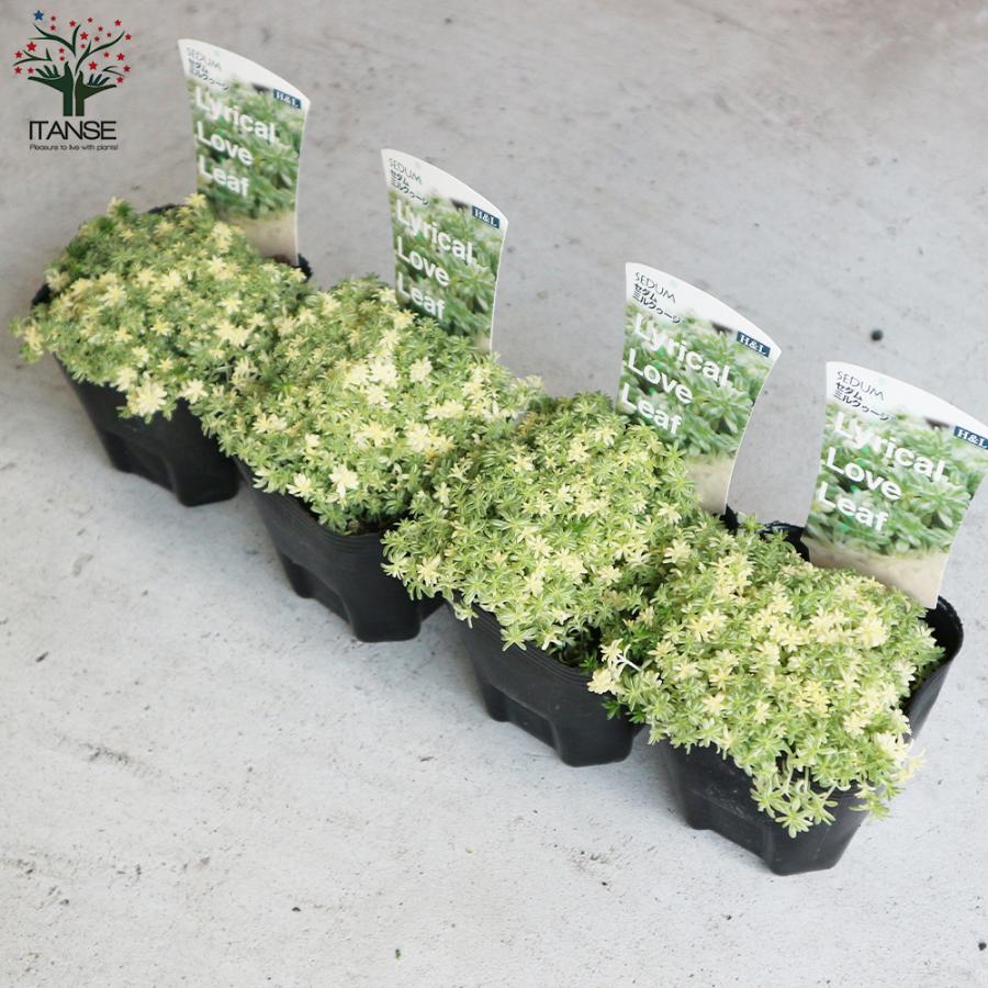 在庫あり 即納 セダム ミルクゥージ 多肉植物 グランドカバー苗 3号ポット苗 1個売り 送料無料 Wantannas Go Id