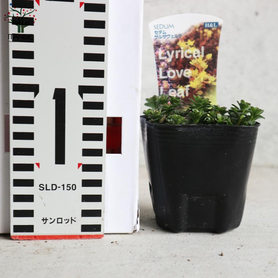ITANSE セダム ・サルサヴェルデ 多肉植物 グランドカバー苗 2.5〜3号