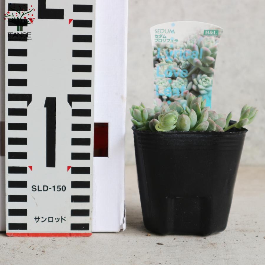 多肉植物✩.*˚プロリフェラ 抜き苗 現物 多肉植物 プロリフェラxラウル 抜き苗 | るる農園~多肉植物専門