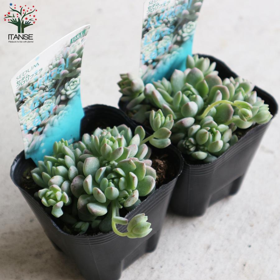 多肉植物✩.*˚プロリフェラ 抜き苗 多肉植物 プロリフェラ 7.5cmポット苗 : ハニーミント - 通販 - Yahoo