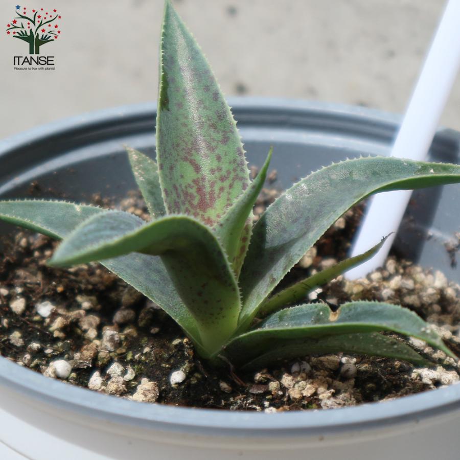 ITANSE マンガベ パープルピープルイーター 多肉植物 10.5cm