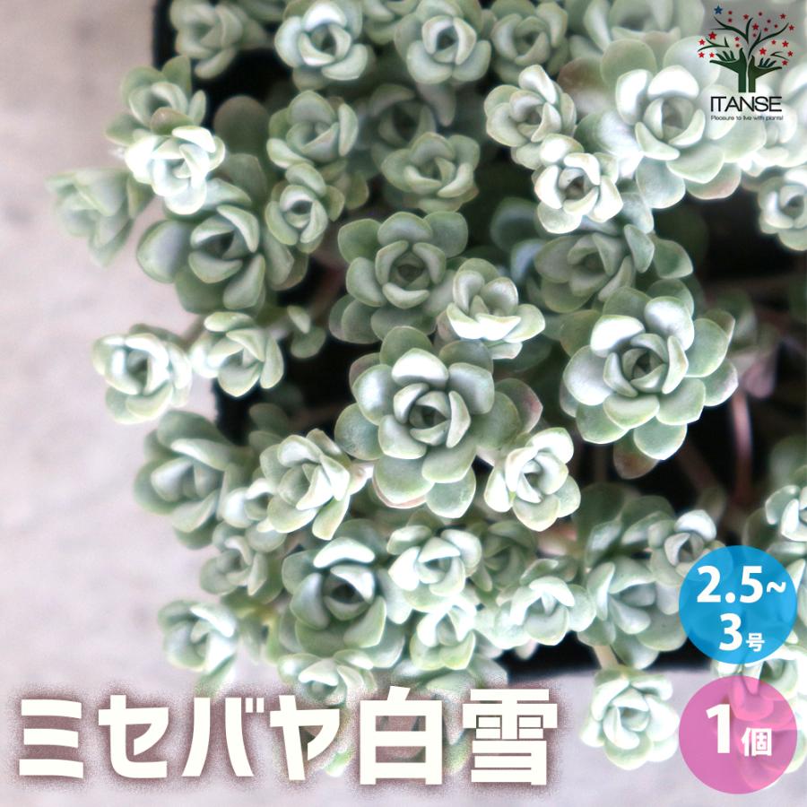 ITANSE ミセバヤ 白雪(白雪ミセバヤ) 花苗 グランドカバー苗・多肉植物