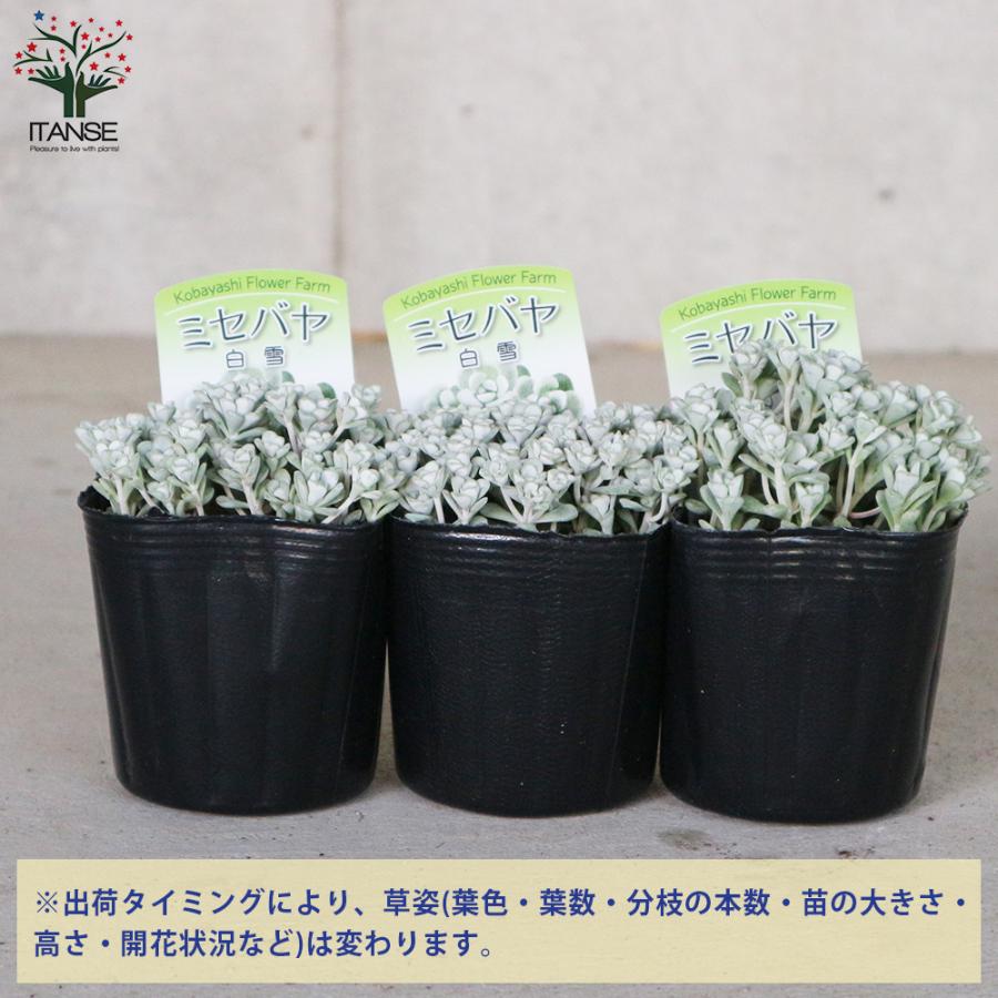 ITANSE ミセバヤ 白雪(白雪ミセバヤ) 花苗 グランドカバー苗・多肉植物
