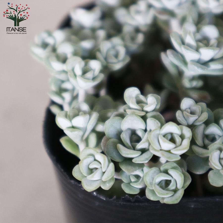 ITANSE ミセバヤ 白雪(白雪ミセバヤ) 花苗 グランドカバー苗・多肉植物