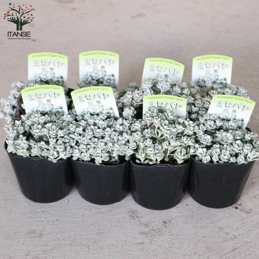 ITANSE ミセバヤ 白雪(白雪ミセバヤ) 花苗 グランドカバー苗・多肉植物