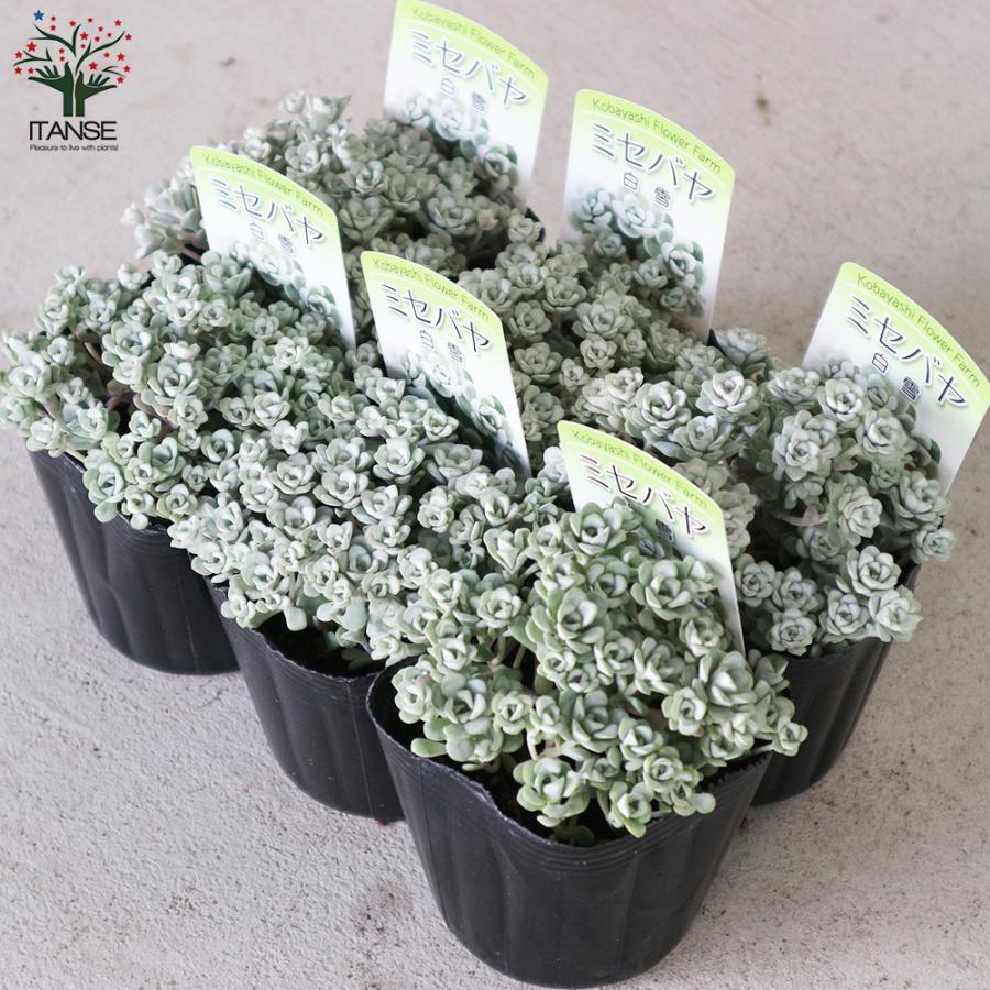 ITANSE ミセバヤ 白雪(白雪ミセバヤ) 花苗 グランドカバー苗・多肉植物
