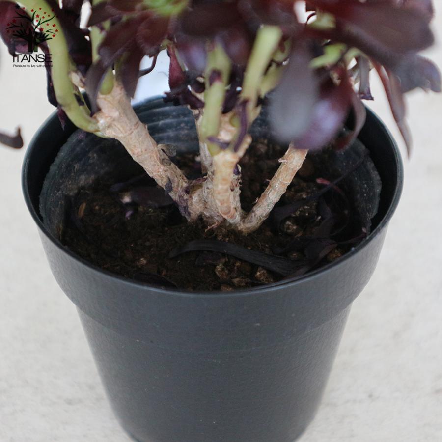 ITANSE 黒法師 (クロホウシ) 多肉植物 3.5号ポット 1個売り インテリア
