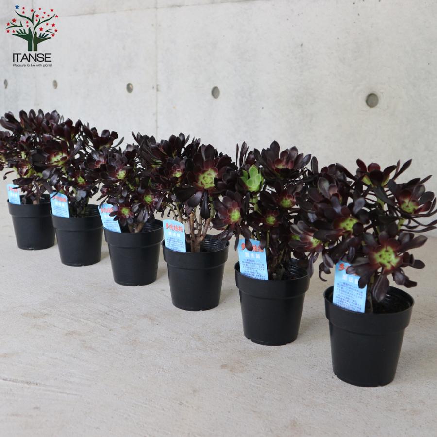 ITANSE 黒法師 (クロホウシ) 多肉植物 3.5号ポット 1個売り インテリア