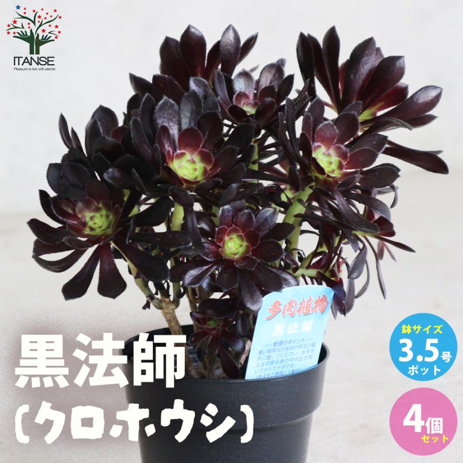 Top【選抜株】多肉植物　21309ブラック　ビューティー綴化24個鉢無し/脱土 ITANSE 黒法師 (クロホウシ) 多肉植物 3.5号ポット お買い得4個セット