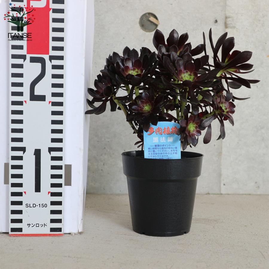 ITANSE 黒法師 (クロホウシ) 多肉植物 3.5号ポット お買い得4個セット